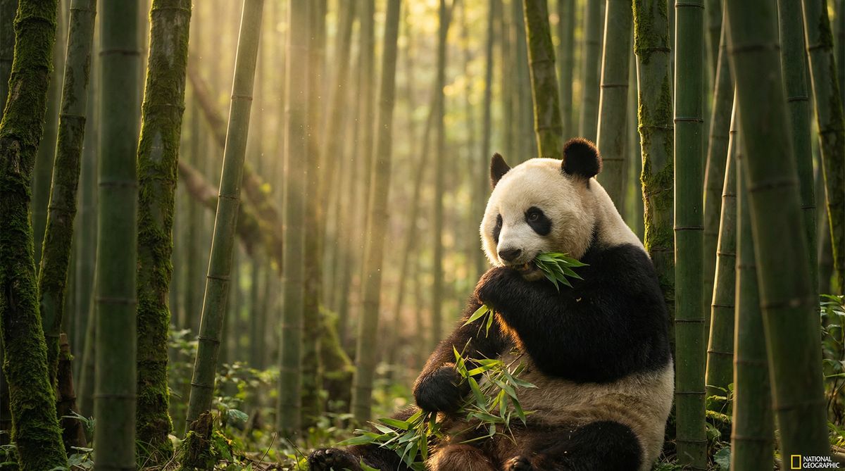 小马拉大车动物写真视频社区